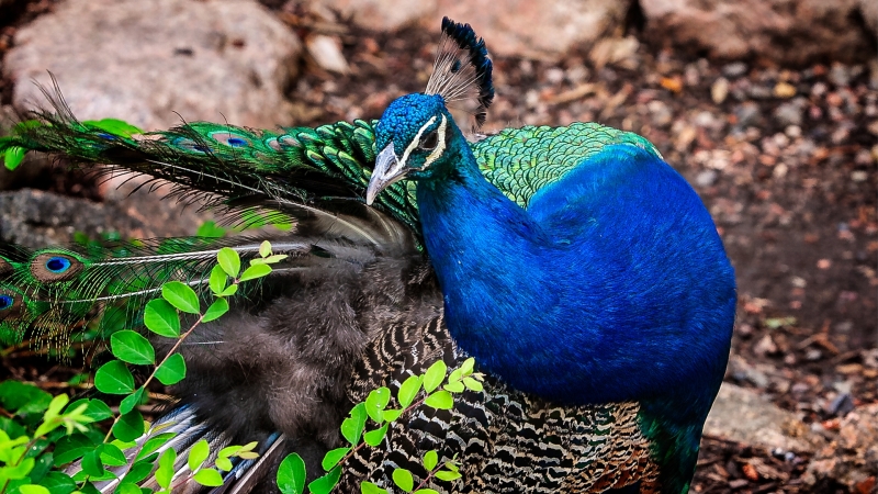 CHEYENNE-MTN-ZOO