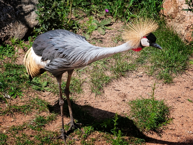 CHEYENNE-MTN-ZOO