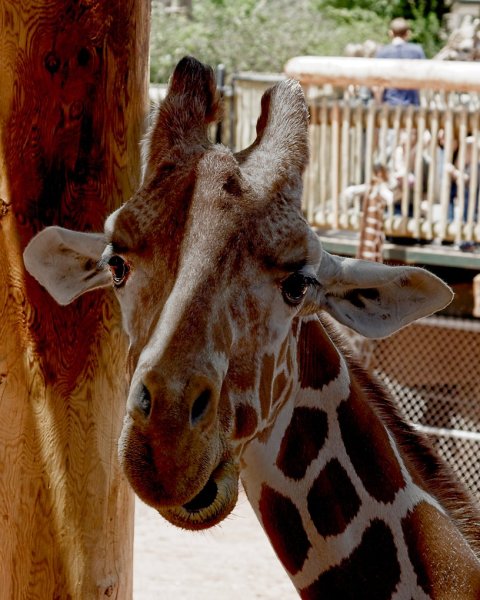 Cheyenne-Mtn-Zoo