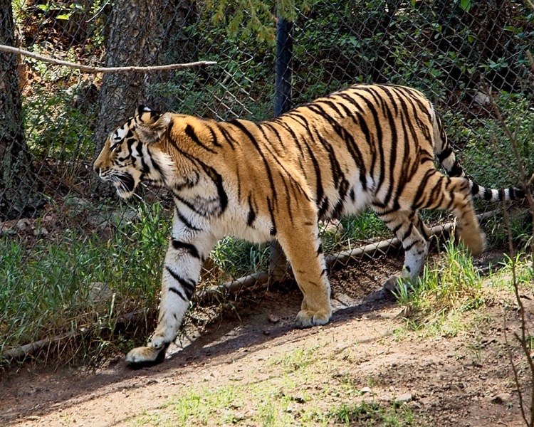 Cheyenne-Mtn-Zoo