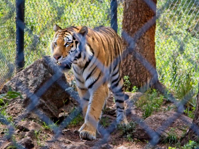 Cheyenne-Mtn-Zoo