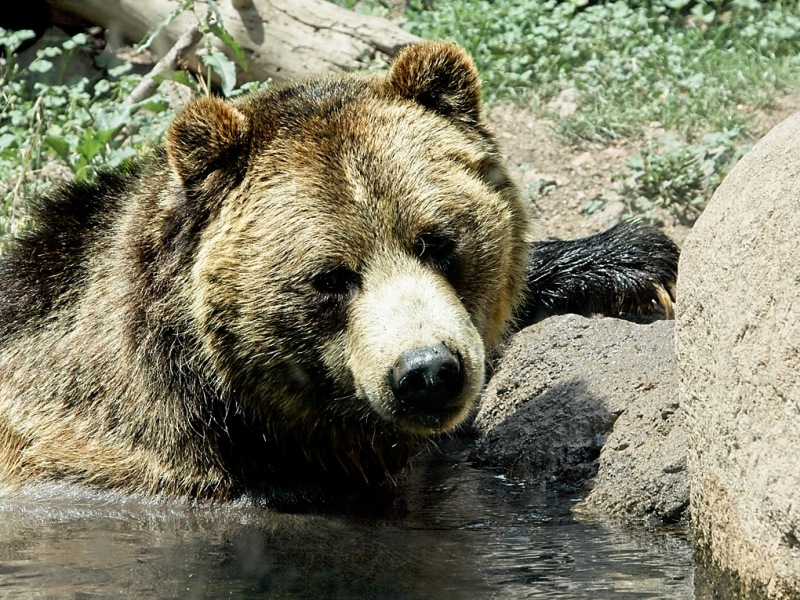 Cheyenne-Mtn-Zoo