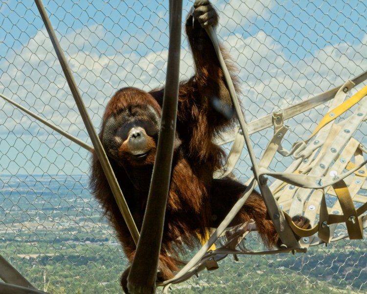 Cheyenne-Mtn-Zoo