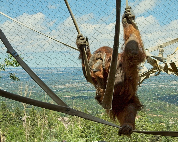 Cheyenne-Mtn-Zoo