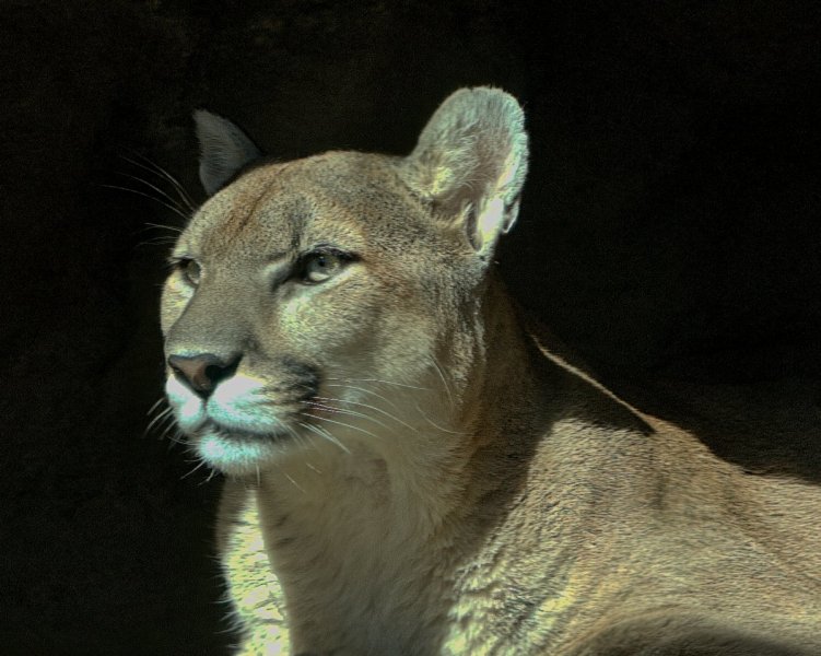 Cheyenne-Mtn-Zoo-