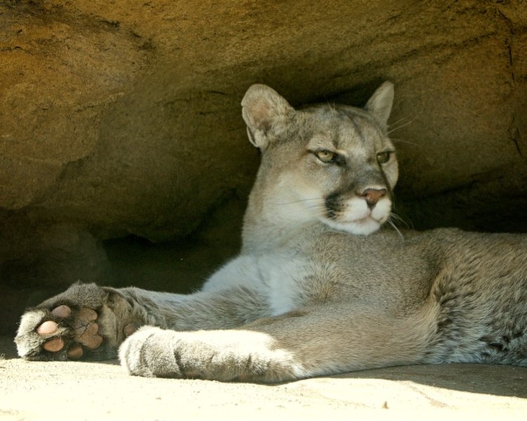 Cheyenne-Mtn-Zoo