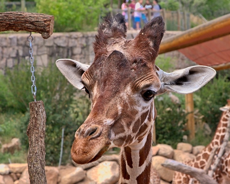 Cheyenne-Mtn-Zoo