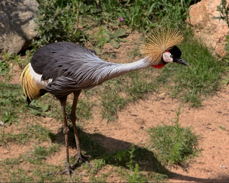 Cheyenne-Mtn-Zoo