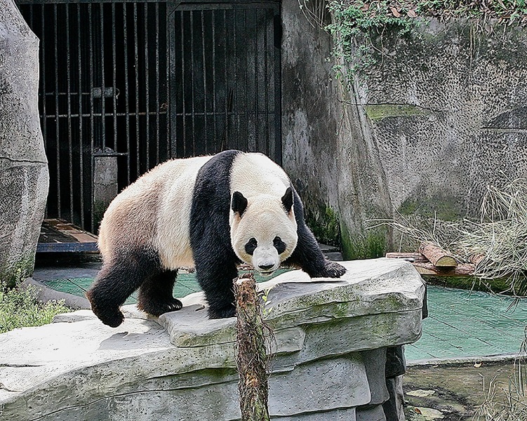 Chongqing-Panda-Zoo