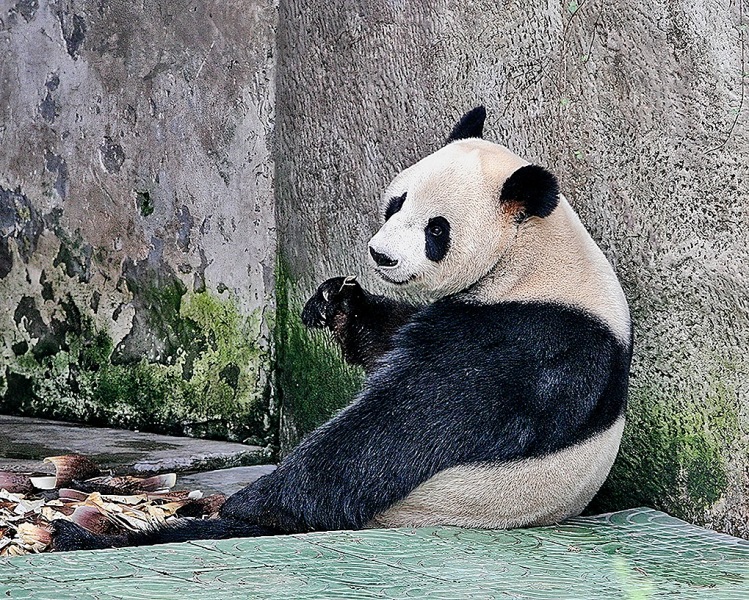 Chongqing-Panda-Zoo