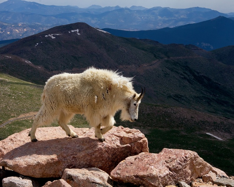 MT-EVANS