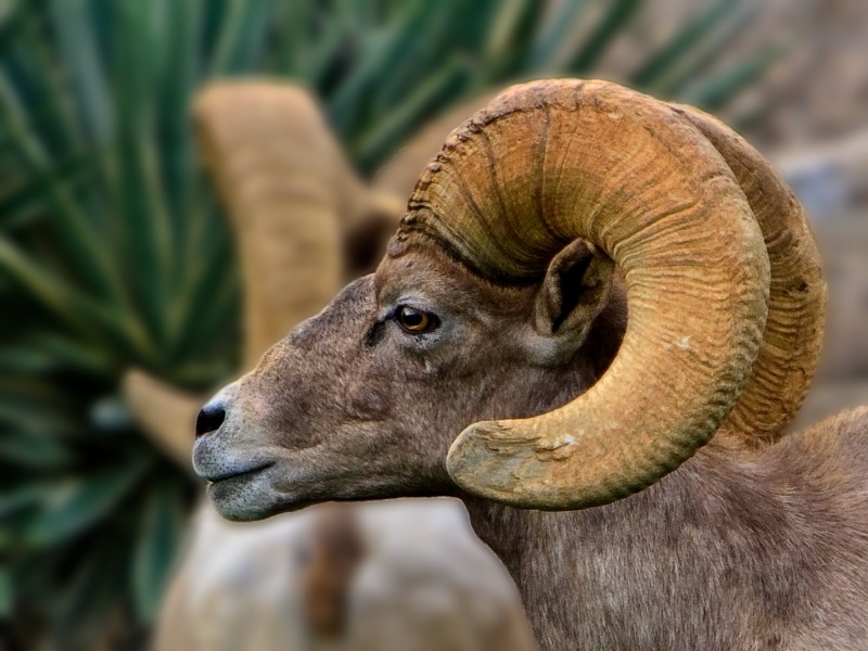 Mtn-Sheep