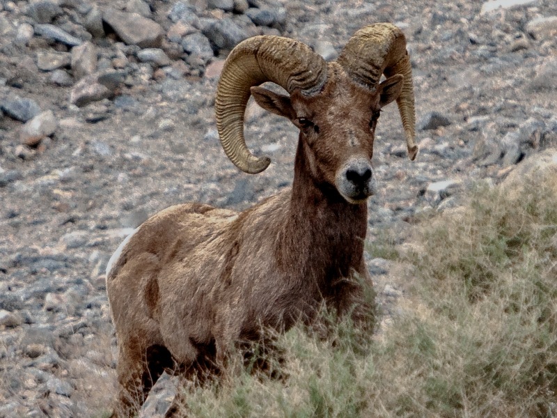 Mtn-Sheep