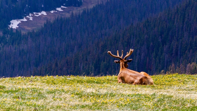 RMNP