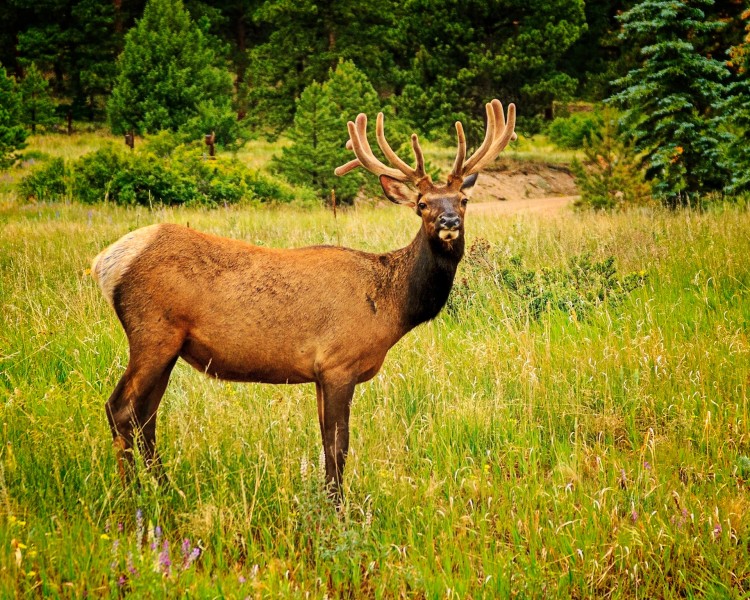 RMNP