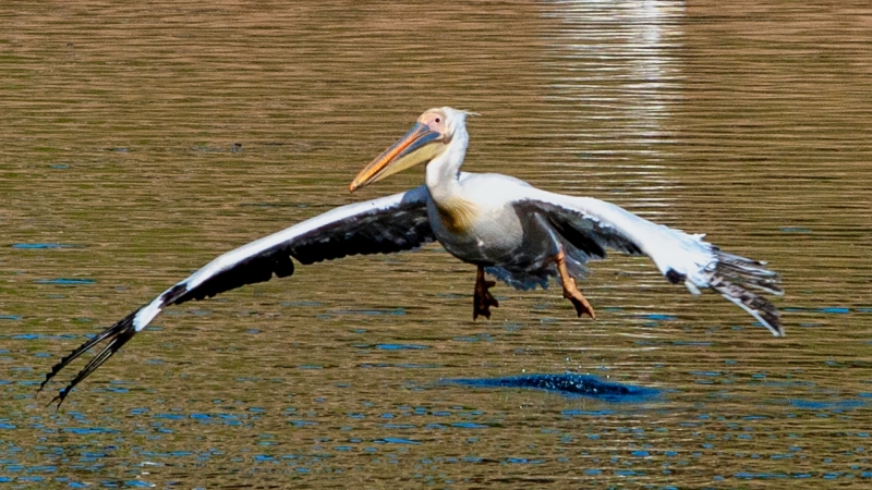 WILD-ANIMAL-PARK-