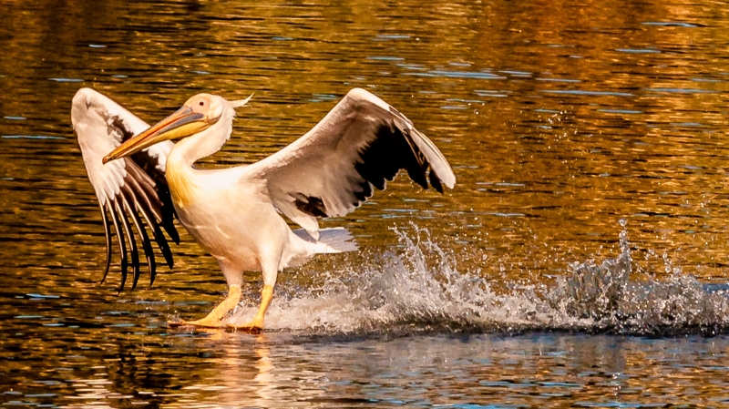 WILD-ANIMAL-PARK-