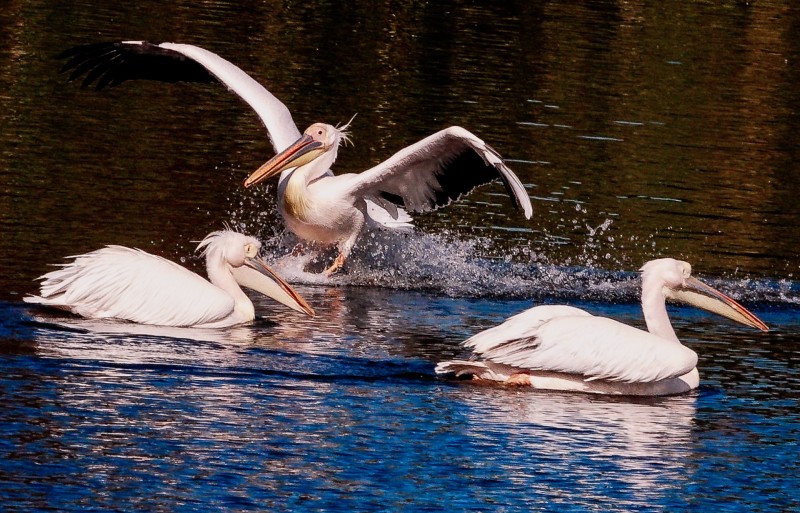 WILD-ANIMAL-PARK