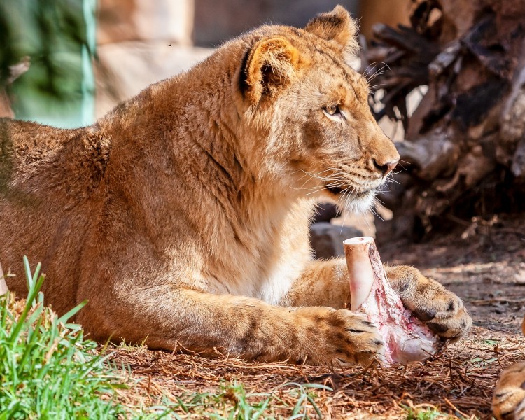 WILD-ANIMAL-PARK