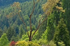 BUTCHART-GARDENS-1