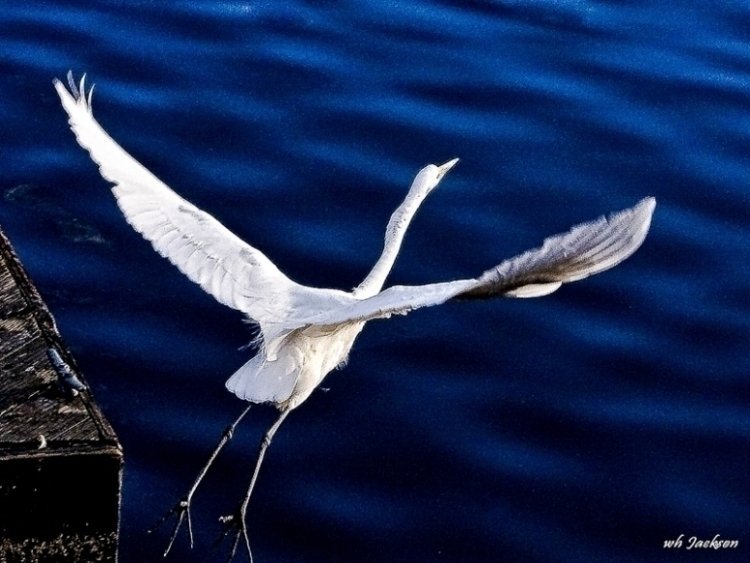 SNOWY EGRET