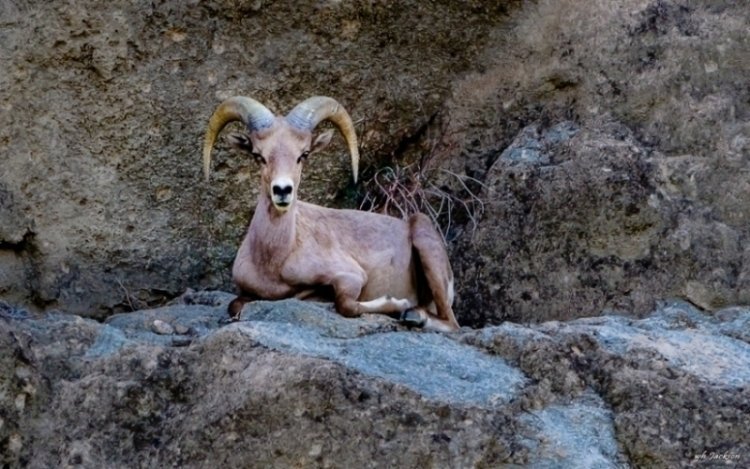 MOUNTAIN SHEEP - LA QUINTA CA