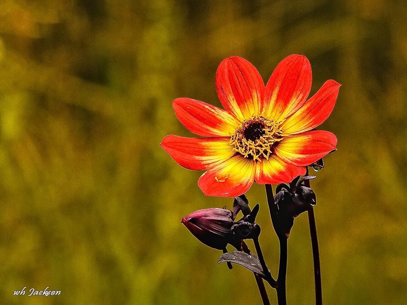 YAMPA RIVER BOTANICAL GARDEN