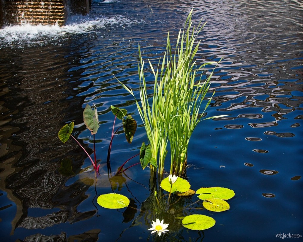 CHIHULY-EXHIBIT-067
