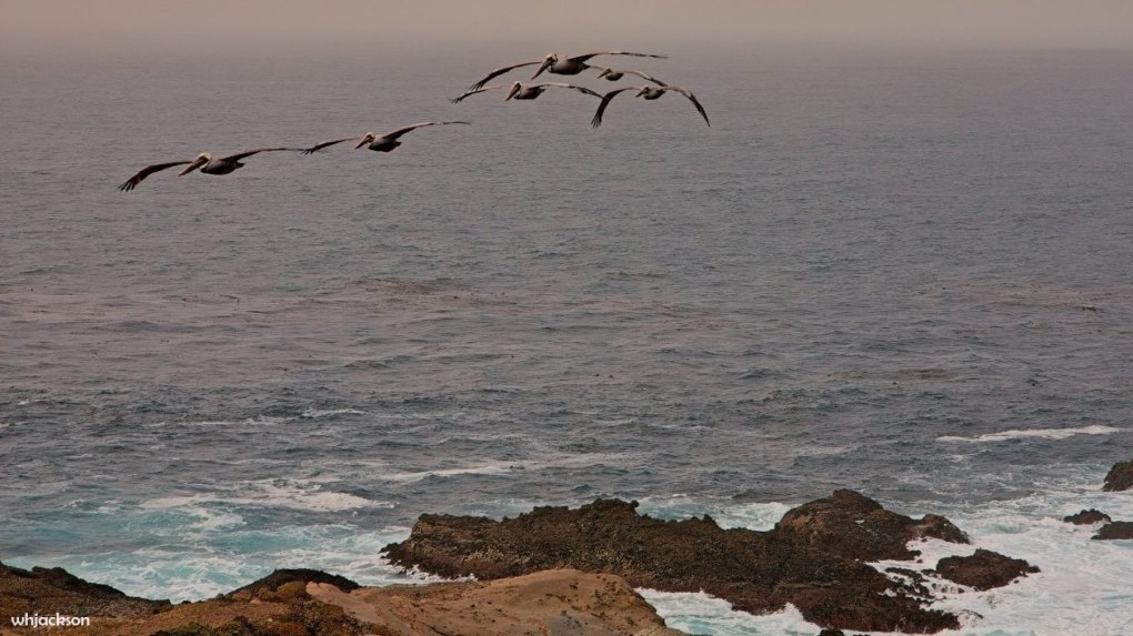 LOBO-BEACH-CA-4