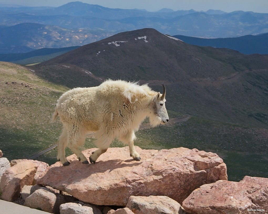 MT-EVANS-BLUE-SKY-9