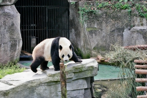 PANDA-ZOO