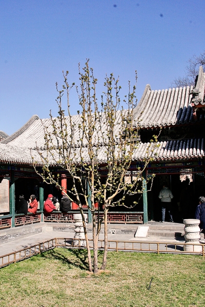 SUMMER-PALACE-024