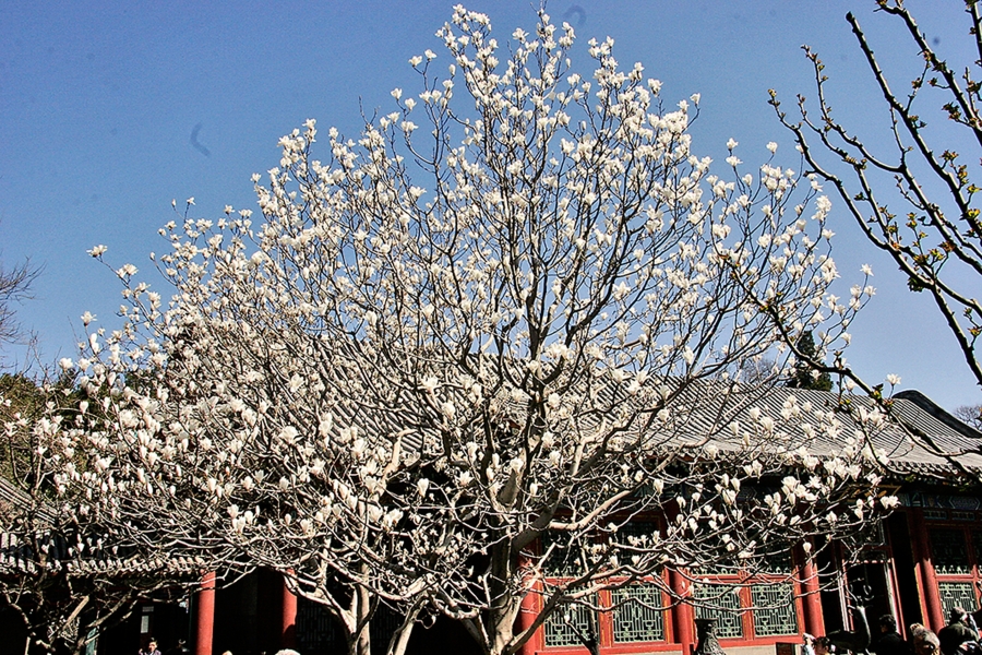SUMMER-PALACE-038