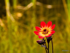 YAMPA RIVER BOTANICAL GARDENS